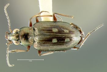 Media type: image;   Entomology 23865 Aspect: habitus dorsal view